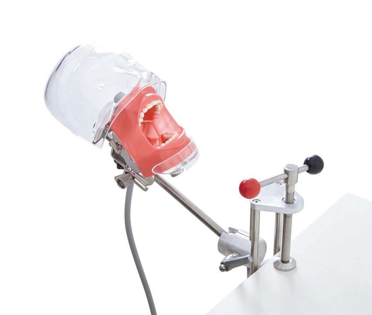 Dental Phantom Head Model with Stand